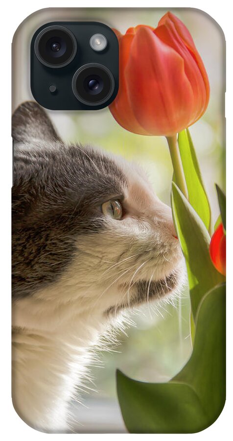 Cat iPhone Case featuring the photograph Emma's Window by Kristina Rinell