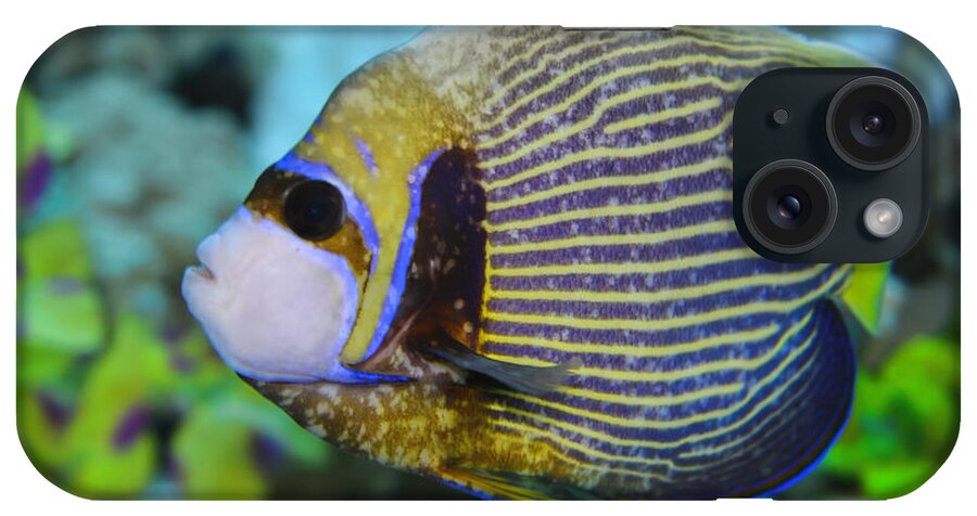 Emperor Angelfish iPhone Case featuring the photograph Emperor Angelfish Adult by Olga Hamilton