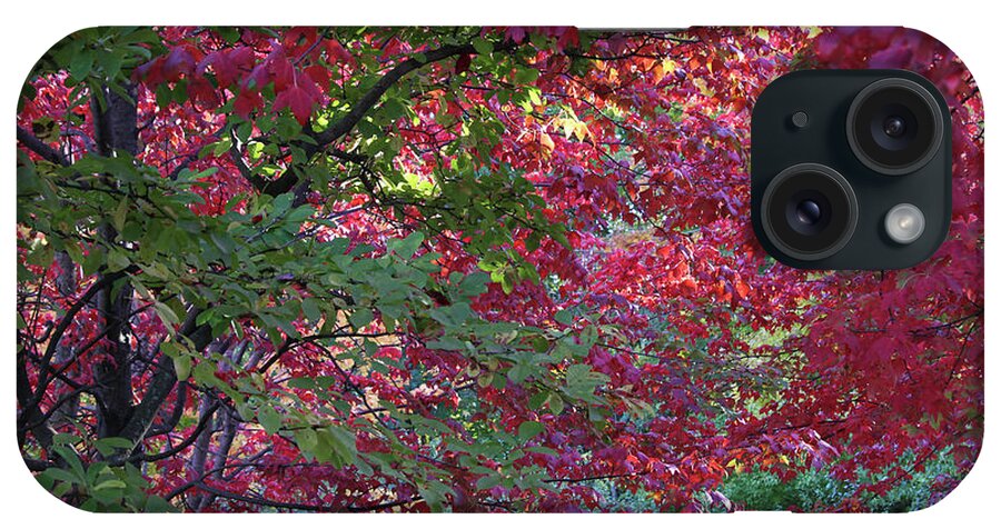 Autumn iPhone Case featuring the photograph Enchanted Forest by Doris Potter
