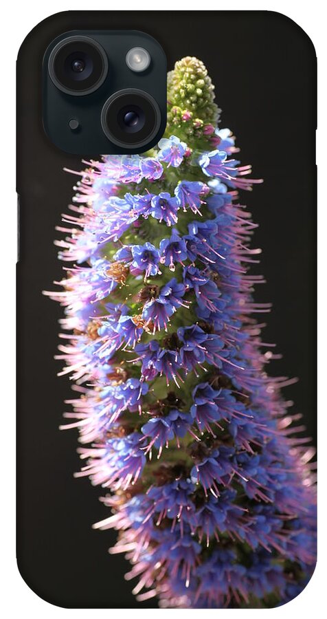 Echium Candicans iPhone Case featuring the photograph Enchium with a Glow by Tammy Pool