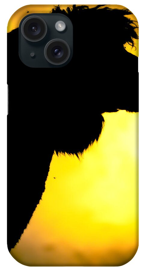Alpaca iPhone Case featuring the photograph Endless Alpaca by TC Morgan