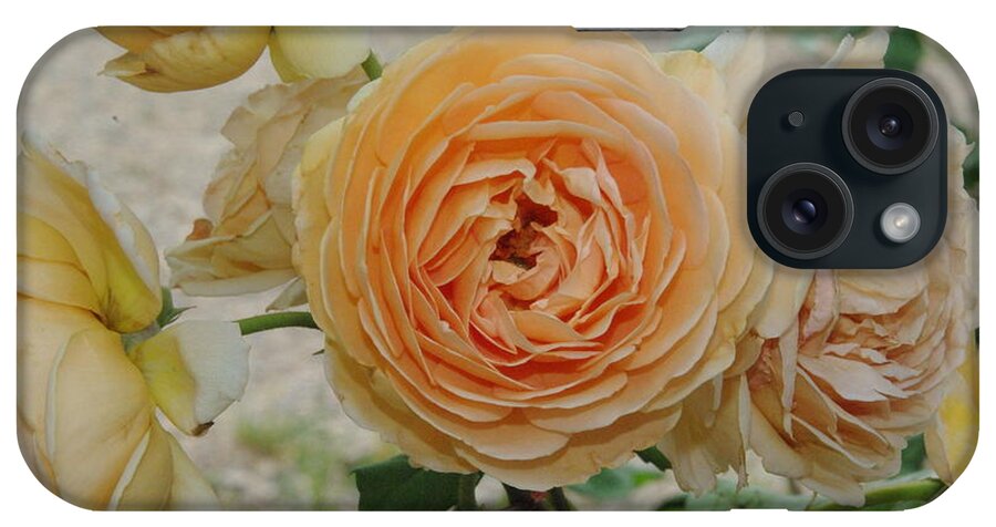 Flower iPhone Case featuring the photograph English Rose Apricot Crown Princess Margareta 2 by Robyn Stacey