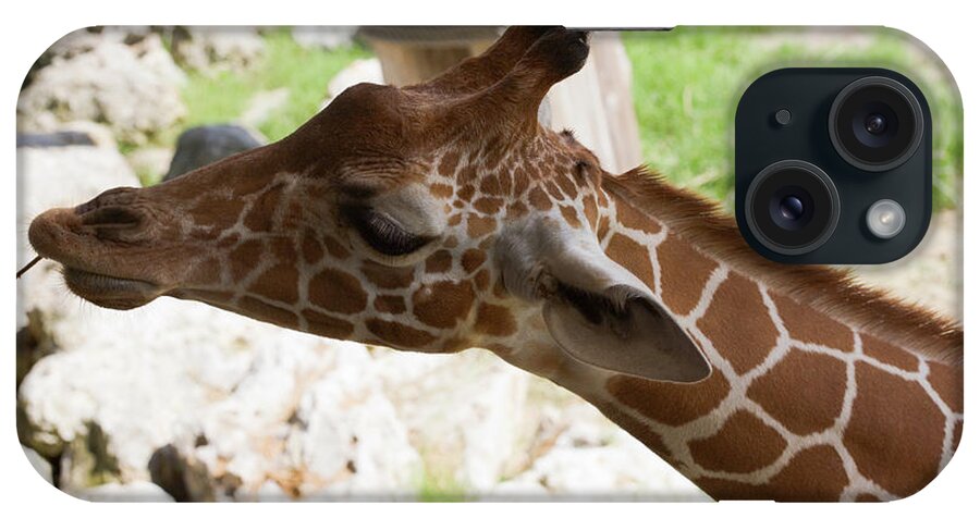 Giraffe iPhone Case featuring the photograph Enjoying a Snack by Diane Macdonald