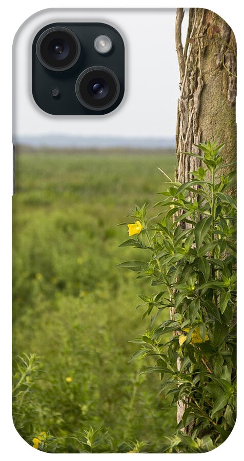 Tree iPhone Case featuring the photograph Entrance by Nancy Dinsmore