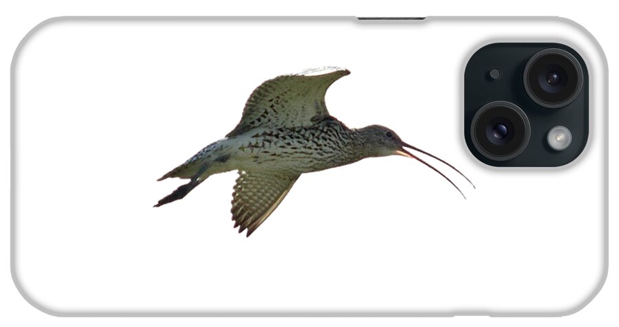 Eurasian Curlew iPhone Case featuring the photograph Eurasian curlew transparent by Jouko Lehto