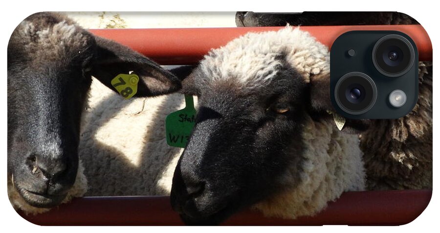 Sheep iPhone Case featuring the photograph Ewe Gate by J L Zarek