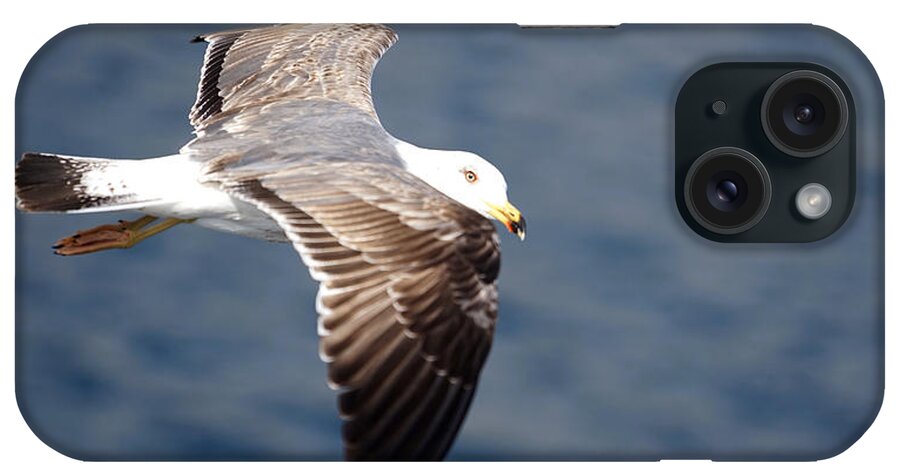 Sea Gull iPhone Case featuring the photograph Eye Contact by Brooke Bowdren