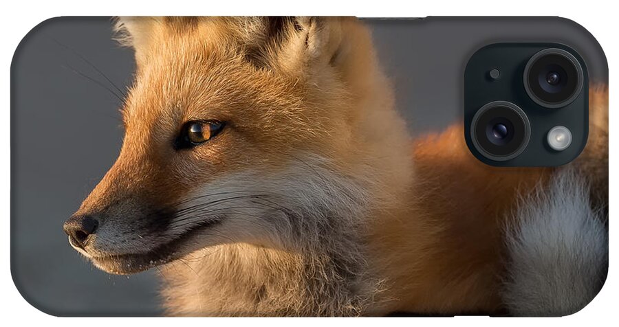 Red Fox iPhone Case featuring the photograph Eye of the Fox by Bill Wakeley