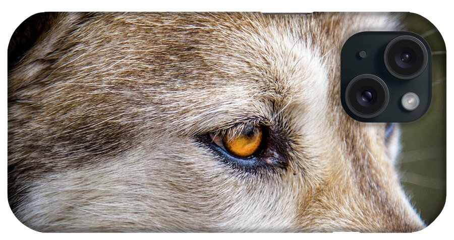 Animal iPhone Case featuring the photograph Eyes of the Gray Wolf by Teri Virbickis