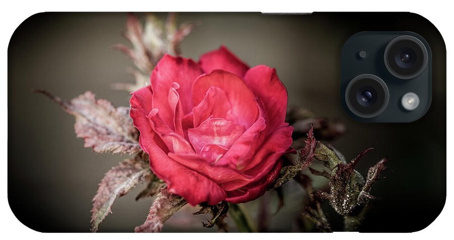 Rose iPhone Case featuring the photograph Fading Beauty by Allin Sorenson