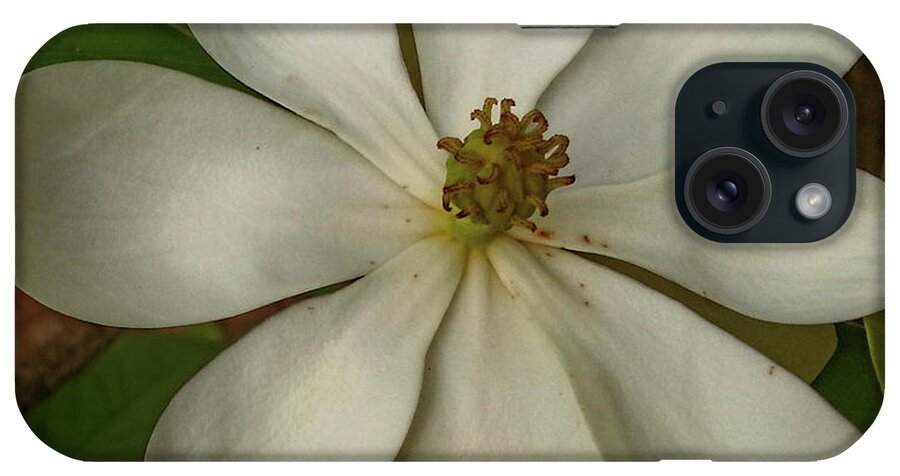 Flower iPhone Case featuring the photograph Fading Glory by Robert Knight