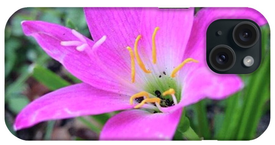  iPhone Case featuring the photograph Fairy Tale Pink Lily Weed by Susan Nash