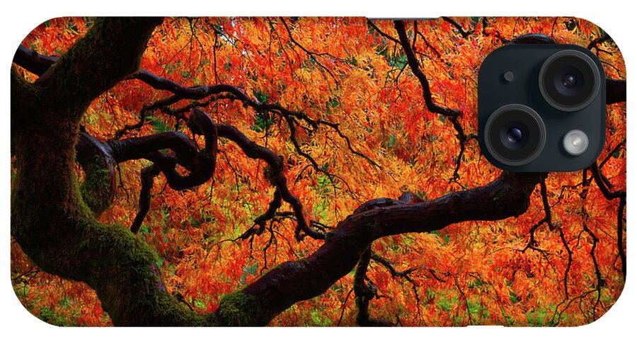 Trees iPhone Case featuring the photograph Fall Chaos by Darren White