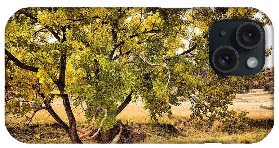 Trees iPhone Case featuring the photograph Fall Color by Donald J Gray