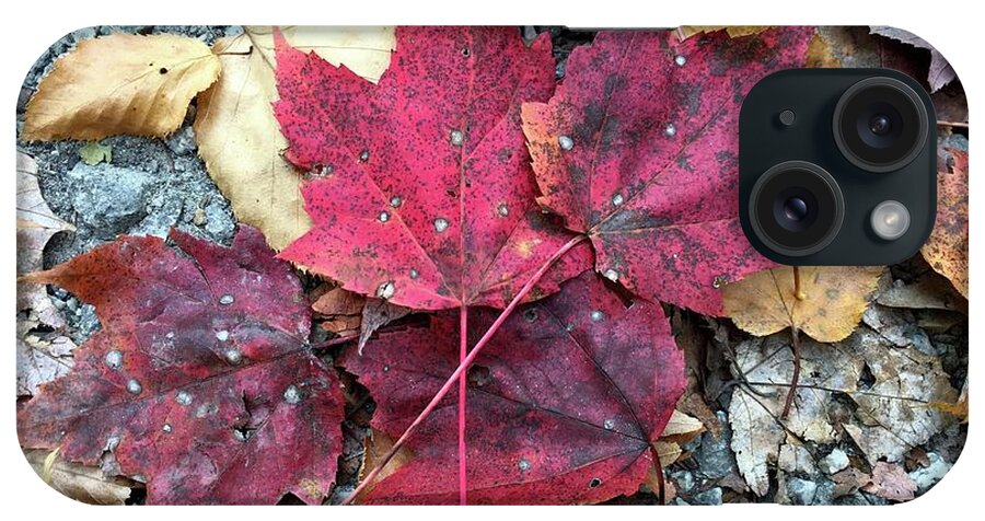 Fall Colors iPhone Case featuring the photograph Fall Colors by Robert J Wagner