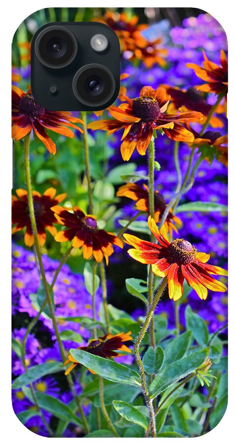 Black-eyed Susan iPhone Case featuring the photograph Fall Gardens Black-eyed Susans and Astors 3 by Janis Senungetuk