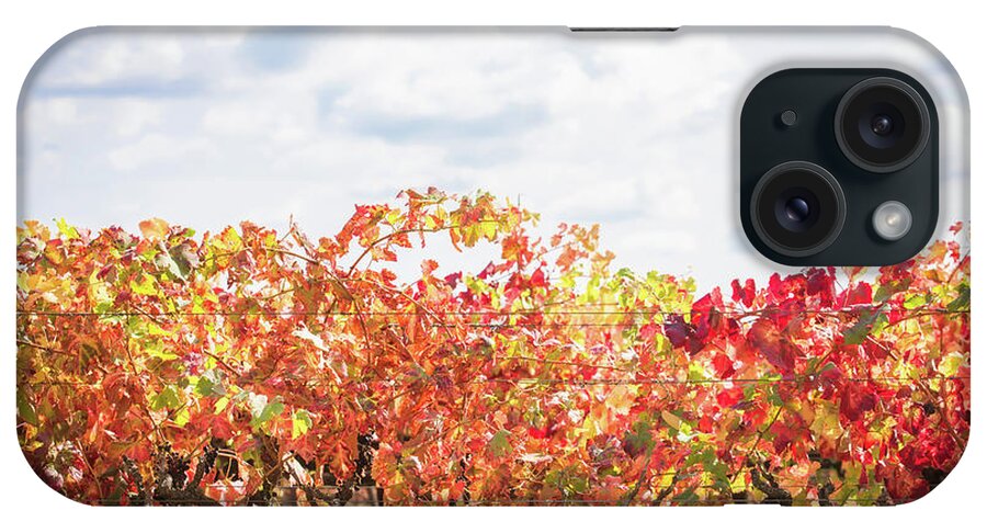 Napa Valley iPhone Case featuring the photograph Fall Leaves by Aileen Savage