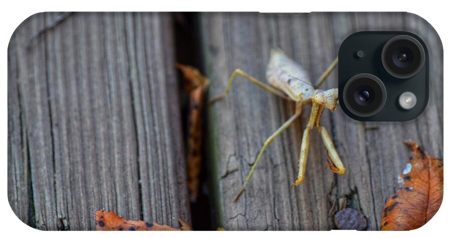Praying Mantis iPhone Case featuring the photograph Fall Mantis by Joseph Caban