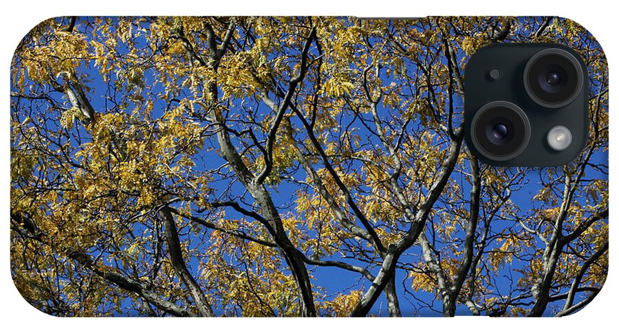 Tree iPhone Case featuring the photograph Fall Splendor and Glory by Deborah Crew-Johnson
