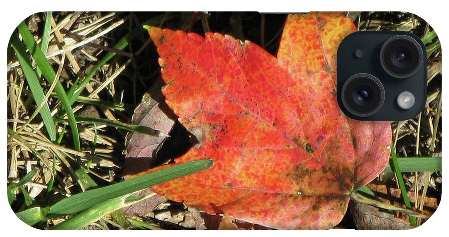 Autumn iPhone Case featuring the photograph Fallen Leaf by Michele Wilson