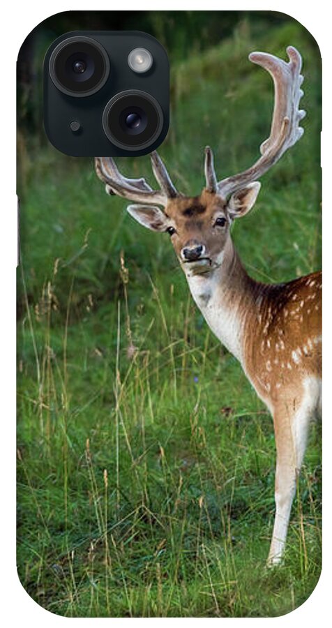 Fallow Deer Buck iPhone Case featuring the photograph Fallow Deer Buck by Torbjorn Swenelius