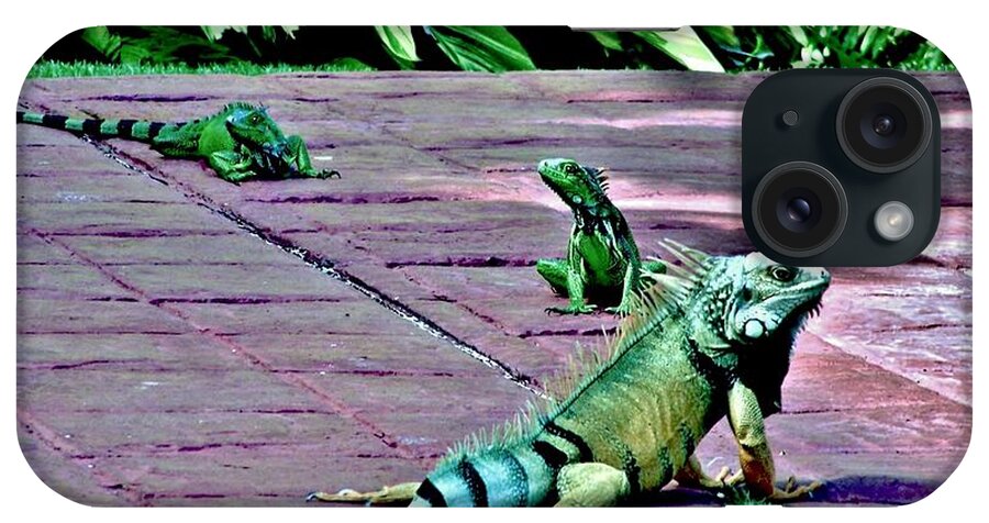 Iguana iPhone Case featuring the photograph Family of Iguanas by Eileen Brymer