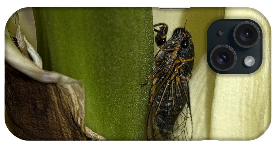 Cicada iPhone Case featuring the photograph Fancy Meeting You Here by Becky Titus