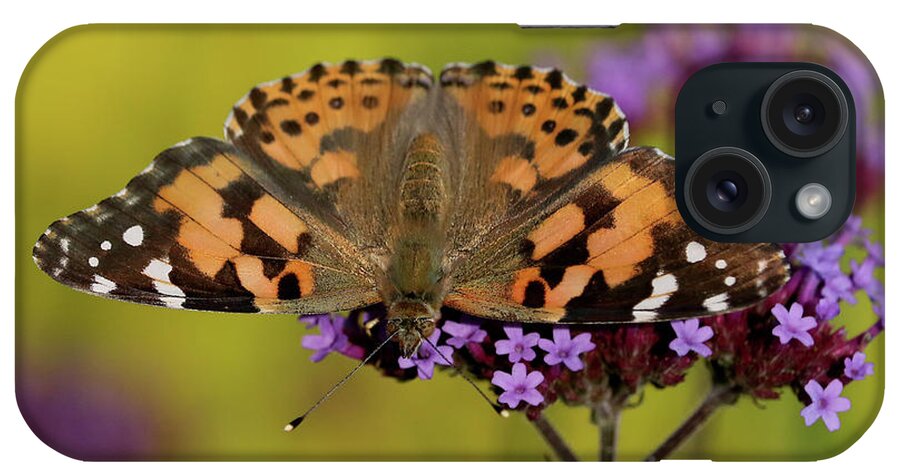 Painted Lady Butterfly iPhone Case featuring the photograph Fanned Out by Doris Potter