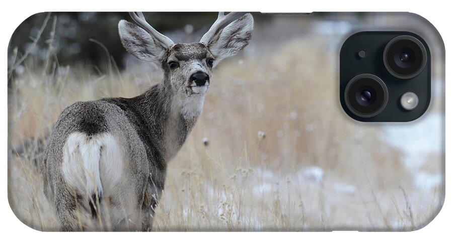 Images Of Rae Ann M. Garrett- #deer- Wyoming Wildlife- #buckdeer- Wintering Deer iPhone Case featuring the photograph Father Deer by Rae Ann M Garrett