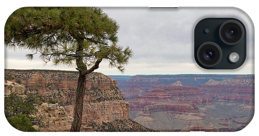 Grand Canyon iPhone Case featuring the photograph Fearless Tree by Ana V Ramirez