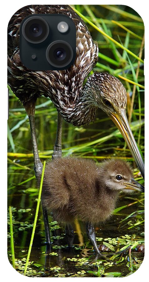 Bird iPhone Case featuring the photograph Feeding Limpkin Chick by Larry Nieland