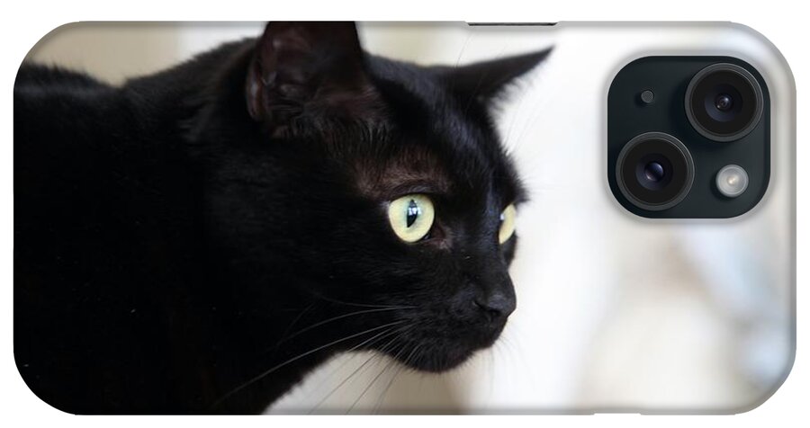 Cats iPhone Case featuring the photograph Feline on the Prowl by Portraits By NC