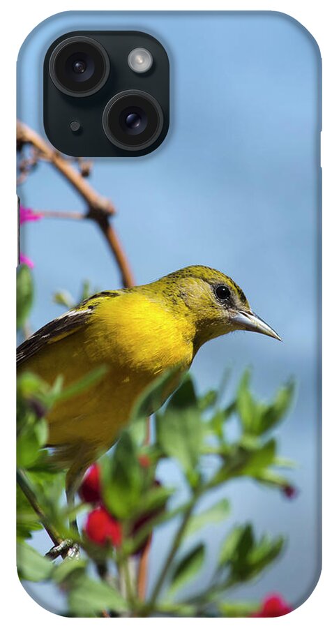 Baltimore Oriole iPhone Case featuring the photograph Female Baltimore Oriole in a Flower Basket by Christina Rollo