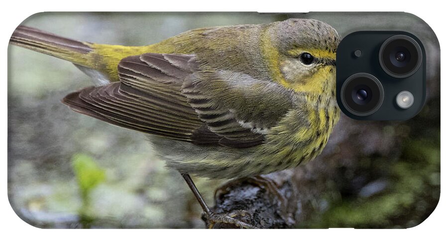 Warbler iPhone Case featuring the photograph Female Cape May Warbler by Wade Aiken