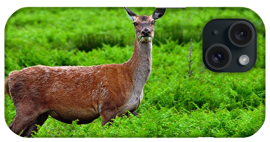 Europe iPhone Case featuring the photograph Female Fallow Deer in Bradgate Country Park by Rod Johnson