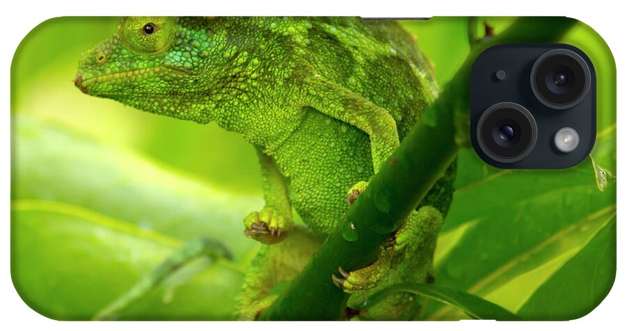 Chameleon iPhone Case featuring the photograph Female Jackson Chameleon by Christopher Johnson