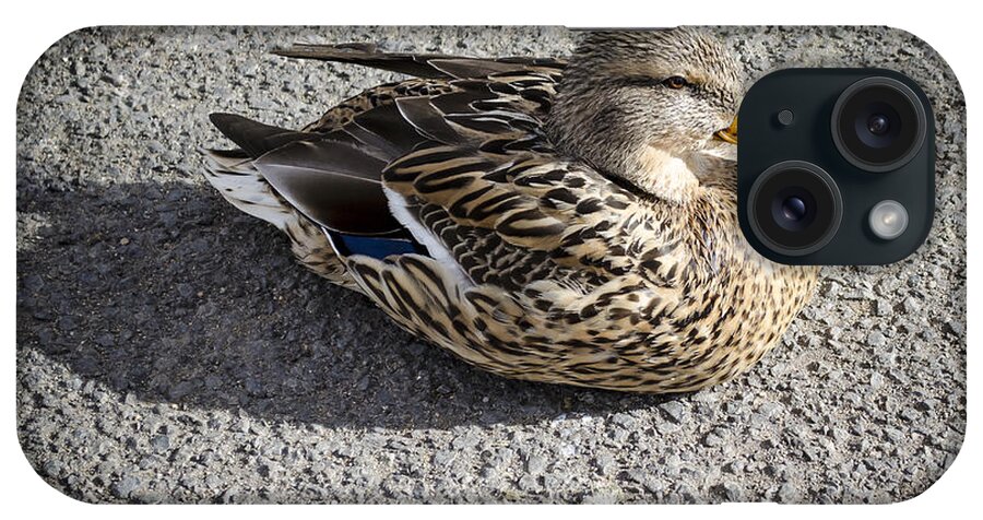 Reno iPhone Case featuring the photograph Female Mallard Duck by Rick Mosher