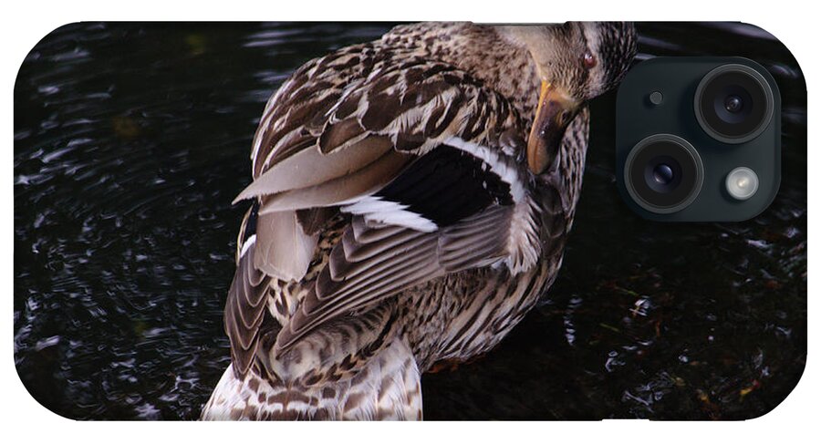 Female iPhone Case featuring the photograph Female Mallard Preening by Adrian Wale