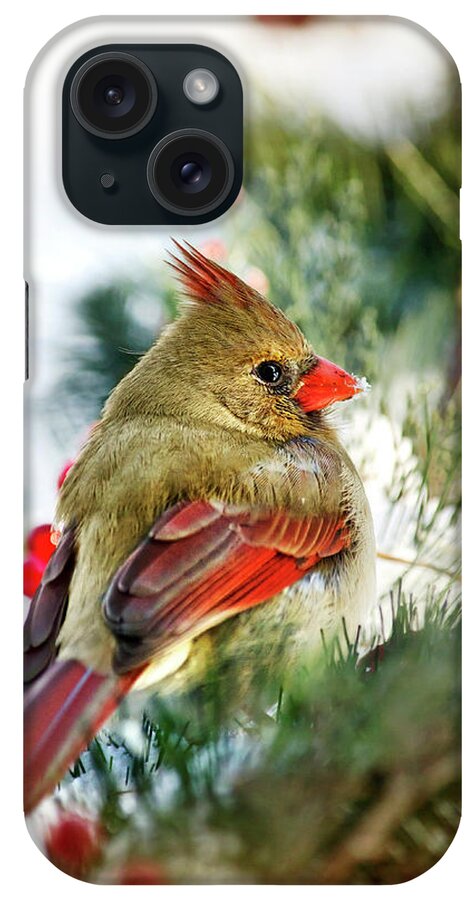 Cardinal iPhone Case featuring the photograph Female Northern Cardinal by Christina Rollo