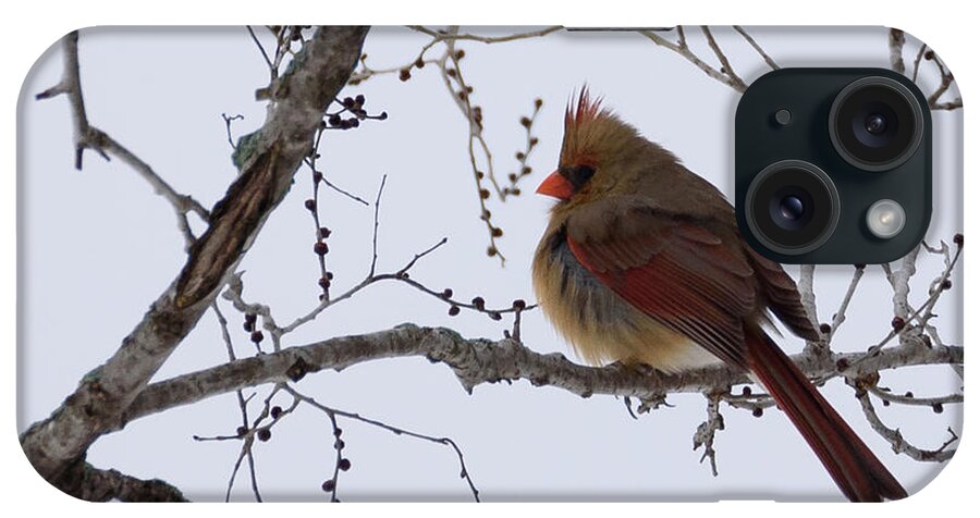 Northern Cardinal iPhone Case featuring the photograph Female Northern Cardinal by Holden The Moment