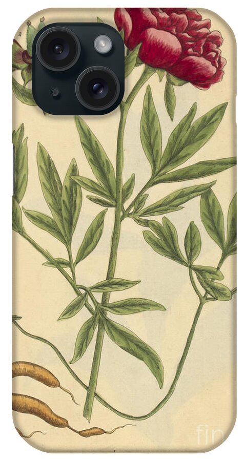 Science iPhone Case featuring the photograph Female Peony, Medicinal Plant, 1737 by Science Source
