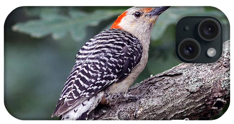 Red-bellied Woodpecker iPhone Case featuring the photograph Female Red-bellied Woodpecker by Diane Giurco