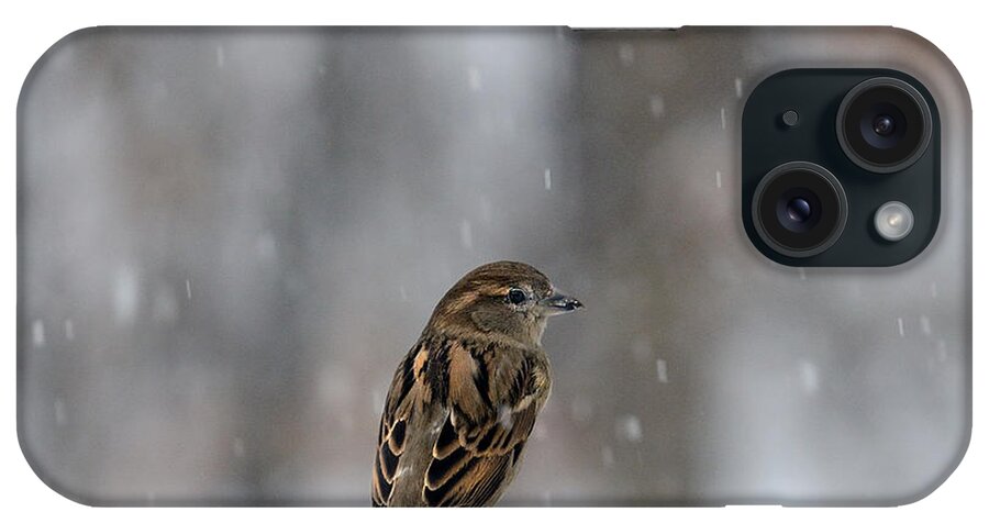 Female Sparrow In Snow iPhone Case featuring the photograph Female Sparrow in snow by Diane Giurco