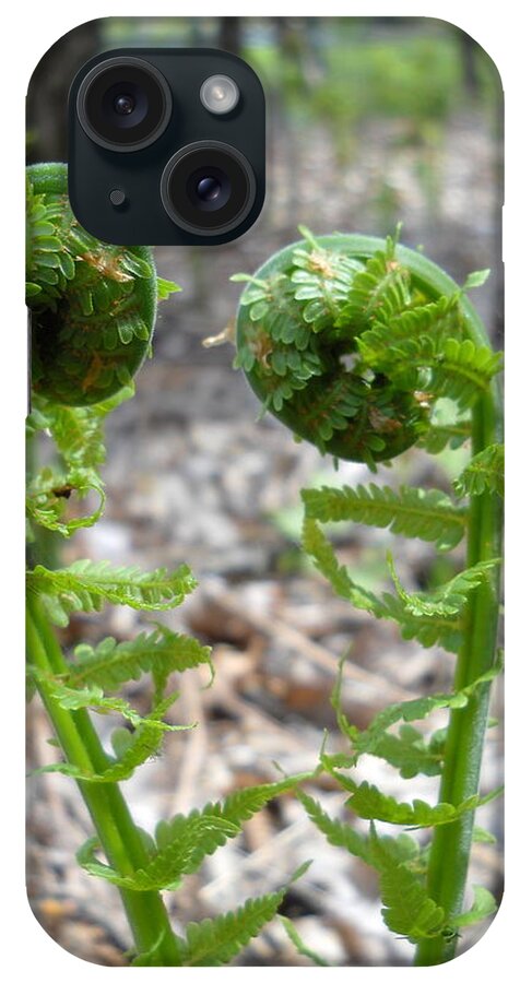 Fiddlehead iPhone Case featuring the photograph Fiddlehead Ferns in Love by Kent Lorentzen