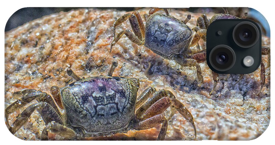 Fiddler Crab iPhone Case featuring the photograph Fiddler Crabs by Constantine Gregory