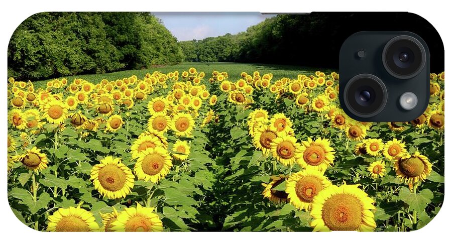 Sunflower iPhone Case featuring the photograph Fields of Gold by Phil Cappiali Jr