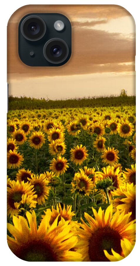 American iPhone Case featuring the photograph Fields of Gold Triptek Left Side by Debra and Dave Vanderlaan
