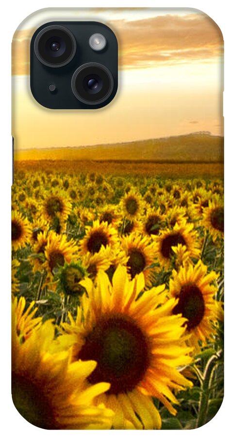 American iPhone Case featuring the photograph Fields of Gold Triptek Right Side by Debra and Dave Vanderlaan