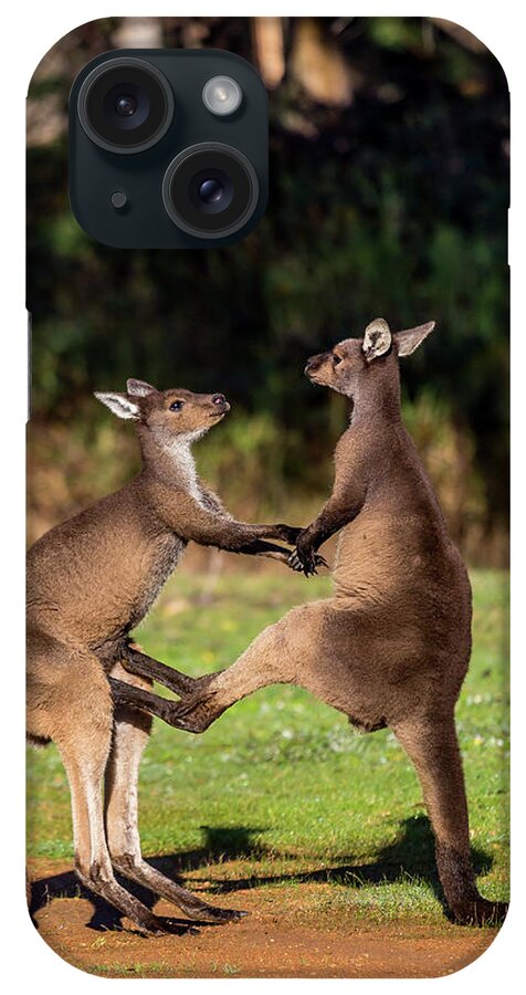 Kangaroo iPhone Case featuring the photograph Fighting Kangaroos by Robert Caddy