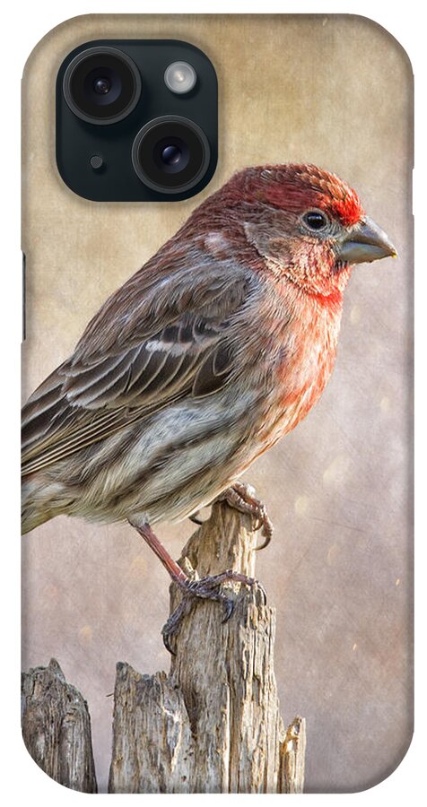Chordata iPhone Case featuring the photograph Finch Posted On Top by Bill and Linda Tiepelman